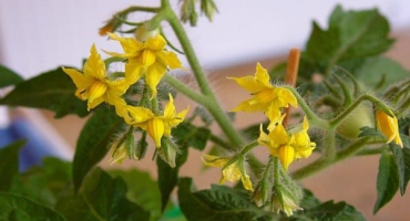 Jak ručně opylovat okurky doma a je to nutné